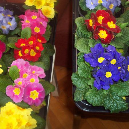 primula